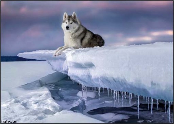 Now That's A Cool Husky ! | image tagged in dogs,husky,ice,cool | made w/ Imgflip meme maker