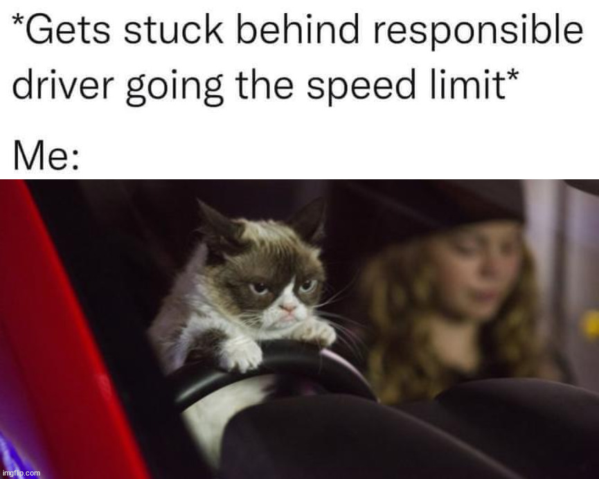 image tagged in grumpy cat driving | made w/ Imgflip meme maker