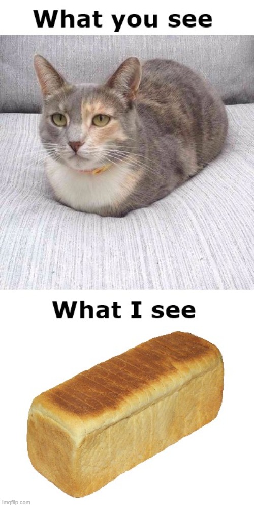 that's a huge loaf | image tagged in cat,bread,loaf,memes,funny memes | made w/ Imgflip meme maker