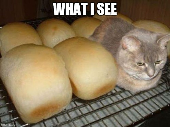 cat loaf | WHAT I SEE | image tagged in cat loaf | made w/ Imgflip meme maker