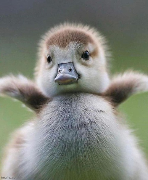 Baby Duck | image tagged in baby duck | made w/ Imgflip meme maker