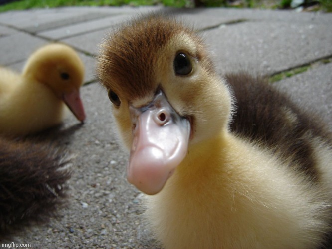 Cute duckling | image tagged in cute duckling | made w/ Imgflip meme maker