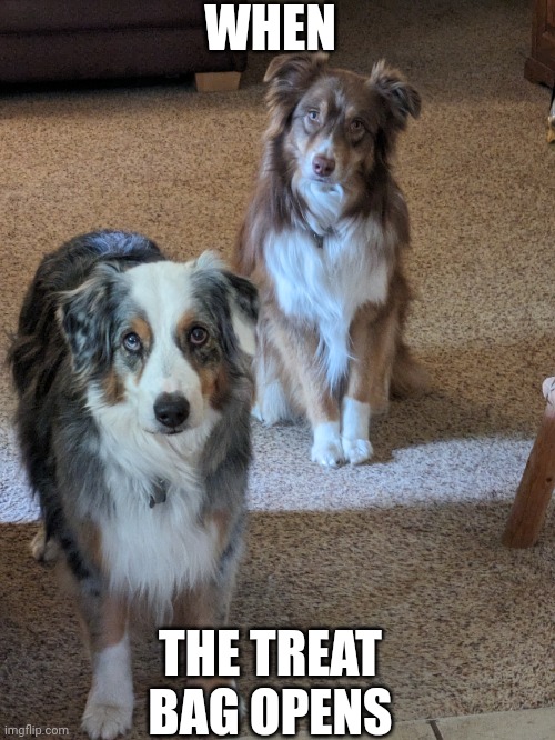 Cintmint and Shoonoon part 3 | WHEN; THE TREAT BAG OPENS | image tagged in cintmint,shoonoon,cintmint and shoonoon | made w/ Imgflip meme maker