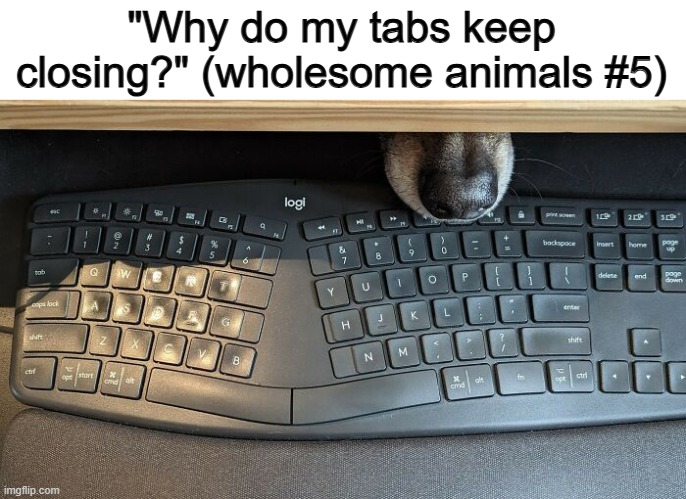 What a cute little prankster :D | "Why do my tabs keep closing?" (wholesome animals #5) | made w/ Imgflip meme maker