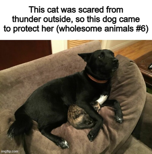 That's kind :) | This cat was scared from thunder outside, so this dog came to protect her (wholesome animals #6) | made w/ Imgflip meme maker