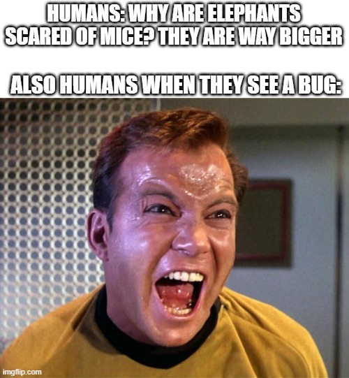 daily meme | HUMANS: WHY ARE ELEPHANTS SCARED OF MICE? THEY ARE WAY BIGGER; ALSO HUMANS WHEN THEY SEE A BUG: | image tagged in captain kirk screaming,human stupidity | made w/ Imgflip meme maker