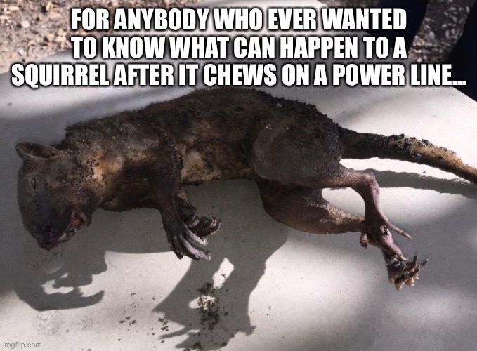 curiosity can kill | FOR ANYBODY WHO EVER WANTED TO KNOW WHAT CAN HAPPEN TO A SQUIRREL AFTER IT CHEWS ON A POWER LINE… | image tagged in funny,meme,squirrel,power line,deadly curiosity | made w/ Imgflip meme maker