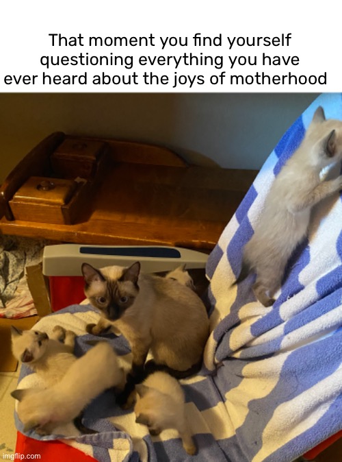 feeling a little overwhelmed | That moment you find yourself questioning everything you have ever heard about the joys of motherhood | image tagged in funny,cat,meme,motherhood | made w/ Imgflip meme maker