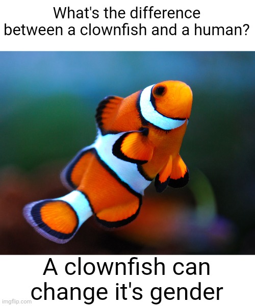 Meme #2,477 | What's the difference between a clownfish and a human? A clownfish can change it's gender | image tagged in memes,gender,clown,fish,true,so true | made w/ Imgflip meme maker