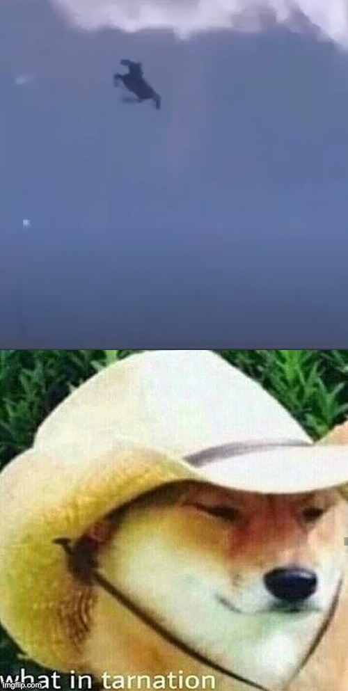 why is the hors flying | image tagged in what in tarnation dog,sus | made w/ Imgflip meme maker