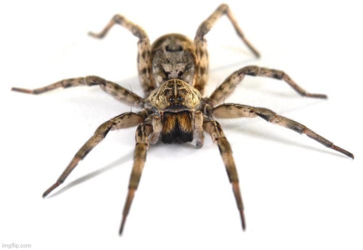 Wolf spider | image tagged in wolf spider | made w/ Imgflip meme maker