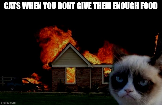 WHERES MY FOOD HUMAN | CATS WHEN YOU DONT GIVE THEM ENOUGH FOOD | image tagged in memes,burn kitty,grumpy cat | made w/ Imgflip meme maker
