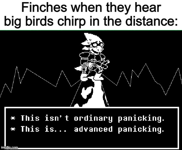 My finches completely freeze... | Finches when they hear big birds chirp in the distance: | image tagged in this is advanced panicking | made w/ Imgflip meme maker