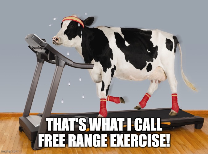 Cow Exercising | THAT'S WHAT I CALL FREE RANGE EXERCISE! | image tagged in cow exercising | made w/ Imgflip meme maker