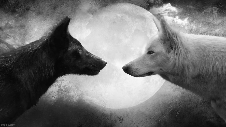 You have two wolves | image tagged in you have two wolves | made w/ Imgflip meme maker