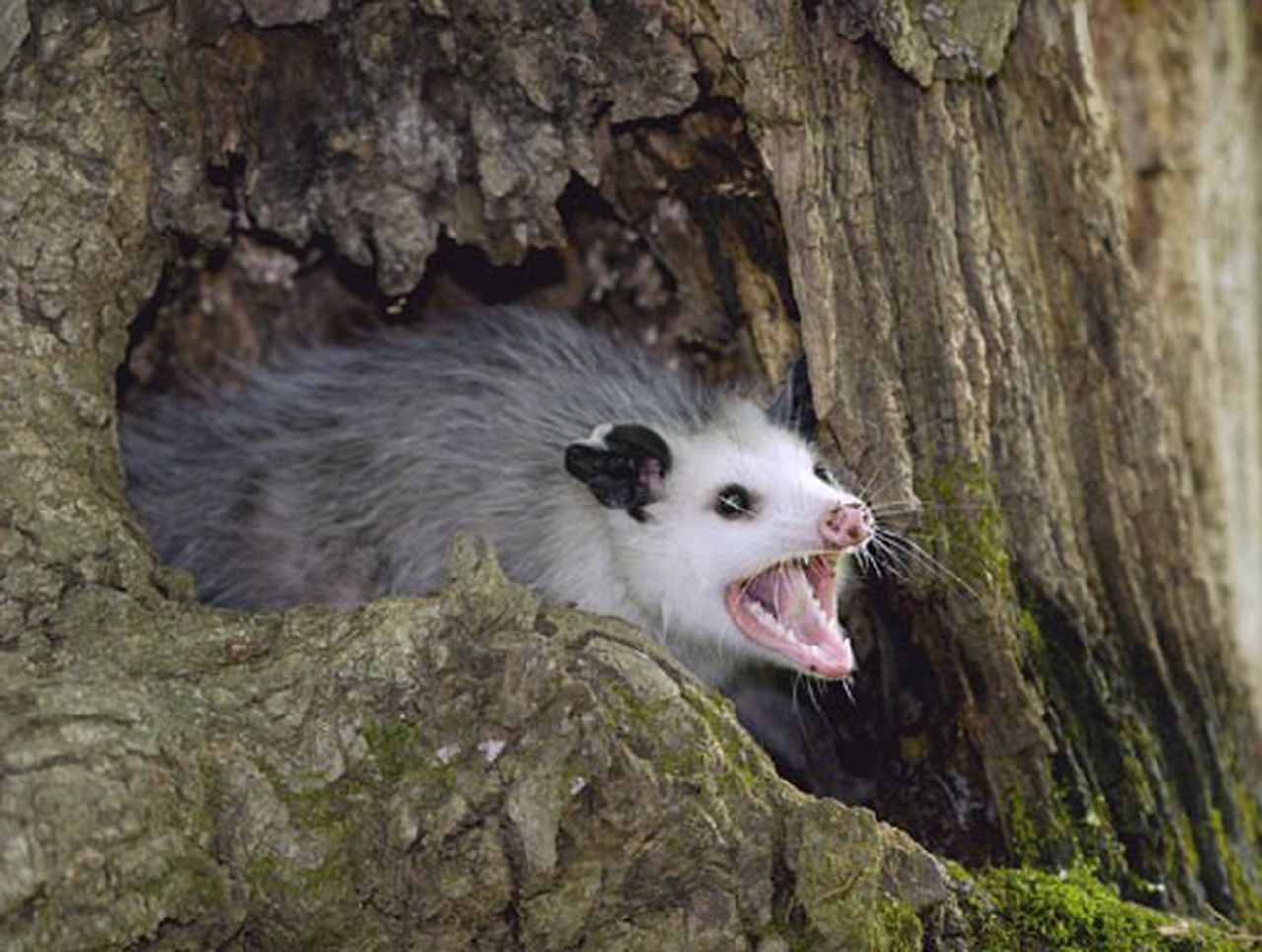 Screaming Possum Blank Meme Template