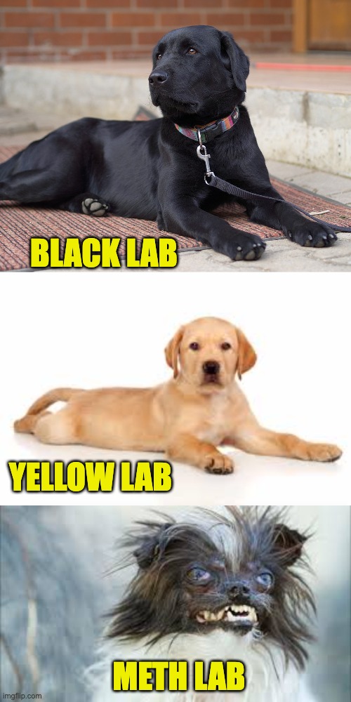 Labs | BLACK LAB; YELLOW LAB; METH LAB | image tagged in dogs | made w/ Imgflip meme maker