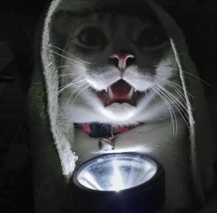 Cat Telling Scary Stories Blank Meme Template