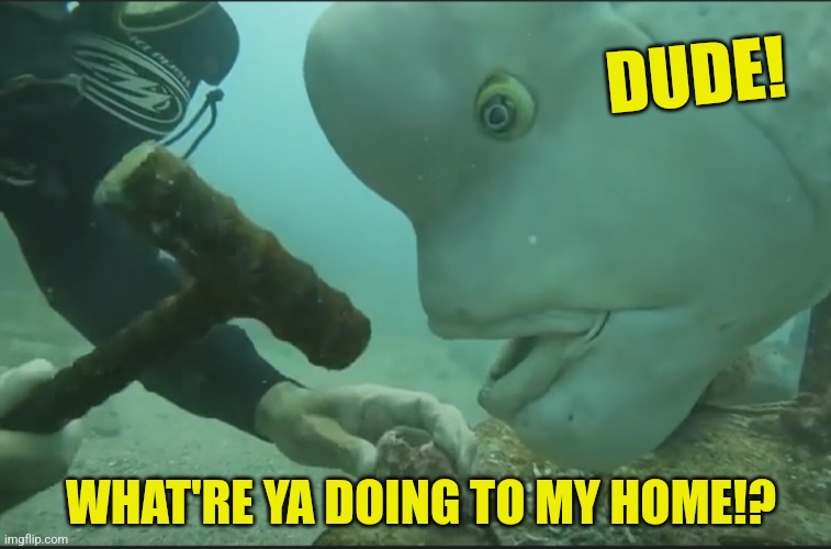 Fishy | DUDE! WHAT'RE YA DOING TO MY HOME!? | image tagged in funny,fish,face,fishy,scuba diving | made w/ Imgflip meme maker