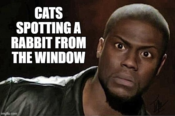 Kevin Hart | CATS SPOTTING A RABBIT FROM THE WINDOW | image tagged in memes,kevin hart | made w/ Imgflip meme maker