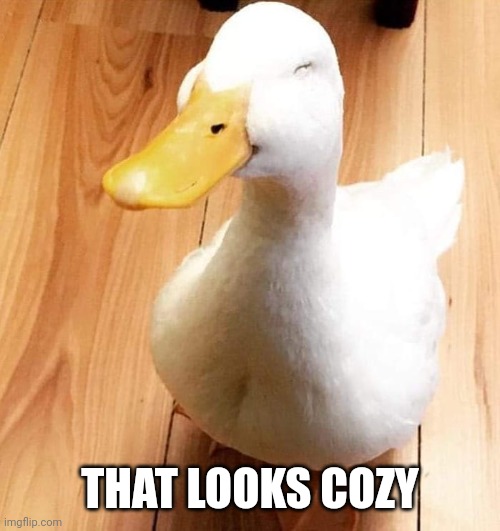 SMILE DUCK | THAT LOOKS COZY | image tagged in smile duck | made w/ Imgflip meme maker