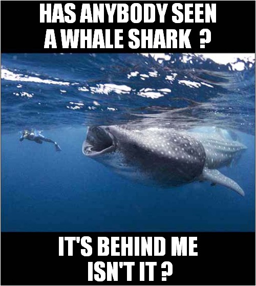 Unobservant Diver ! | HAS ANYBODY SEEN
A WHALE SHARK  ? IT'S BEHIND ME 
ISN'T IT ? | image tagged in fun,whales,whale shark,diver,it's behind you | made w/ Imgflip meme maker