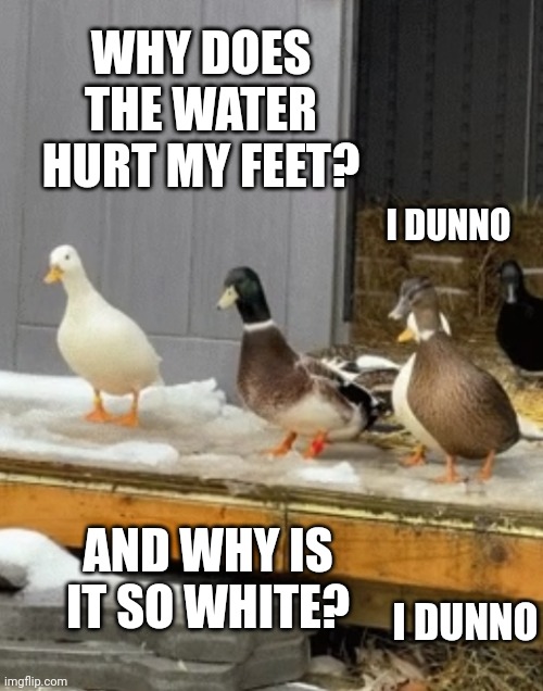 WHY DOES THE WATER HURT MY FEET? AND WHY IS IT SO WHITE? I DUNNO I DUNNO | made w/ Imgflip meme maker