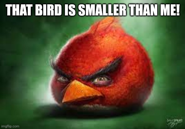 Realistic Red Angry Birds | THAT BIRD IS SMALLER THAN ME! | image tagged in realistic red angry birds | made w/ Imgflip meme maker