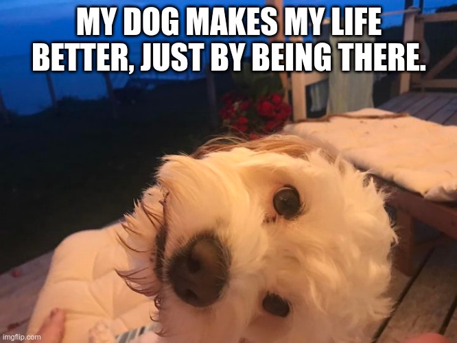 My Dog Makes My Life Better | MY DOG MAKES MY LIFE BETTER, JUST BY BEING THERE. | image tagged in dog,life,better | made w/ Imgflip meme maker