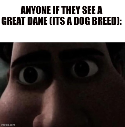 be honest | ANYONE IF THEY SEE A GREAT DANE (ITS A DOG BREED): | image tagged in titan stare,dogs,memes,funny,relatable | made w/ Imgflip meme maker