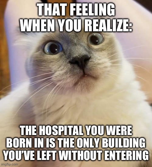 Shower Thoughts | THAT FEELING WHEN YOU REALIZE:; THE HOSPITAL YOU WERE BORN IN IS THE ONLY BUILDING YOU’VE LEFT WITHOUT ENTERING | image tagged in surpised kitteh | made w/ Imgflip meme maker