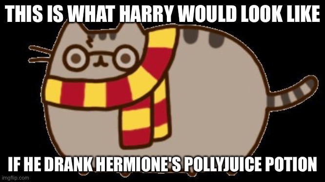 Harry Potter cat | THIS IS WHAT HARRY WOULD LOOK LIKE; IF HE DRANK HERMIONE'S POLLYJUICE POTION | image tagged in harry potter cat | made w/ Imgflip meme maker