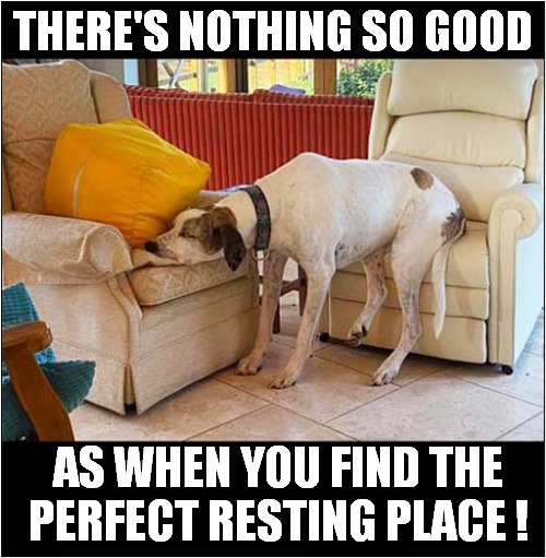 After A Hard Day Chasing Things | THERE'S NOTHING SO GOOD; AS WHEN YOU FIND THE
PERFECT RESTING PLACE ! | image tagged in dogs,tired,resting | made w/ Imgflip meme maker