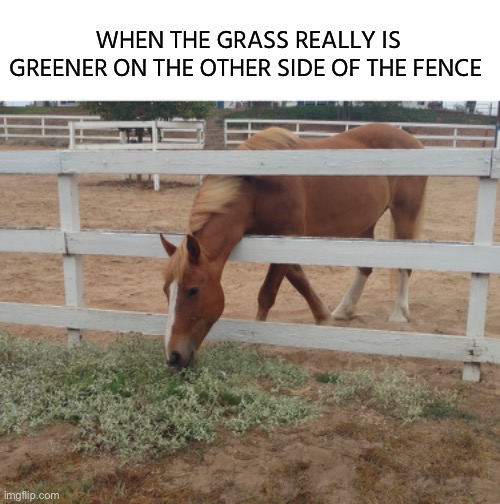 sometimes you’ve got to reach for what you want | WHEN THE GRASS REALLY IS GREENER ON THE OTHER SIDE OF THE FENCE | image tagged in funny,meme,horse,grass is always greener,saying | made w/ Imgflip meme maker