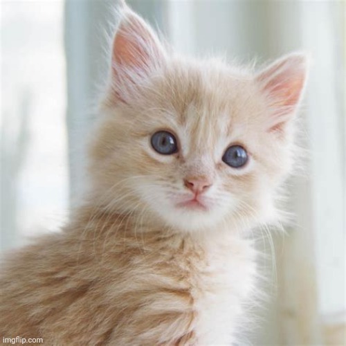 cute cat i found on google | image tagged in cute cat | made w/ Imgflip meme maker