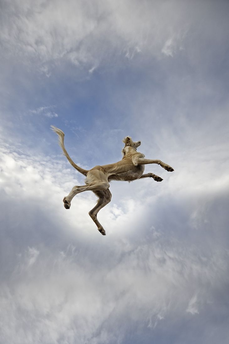 flying dog | image tagged in animals,dogs