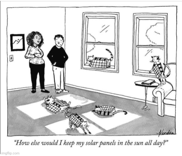 LET THE CATS DO IT | image tagged in cats,solar power,comics/cartoons | made w/ Imgflip meme maker