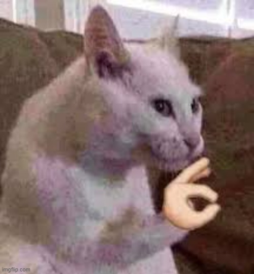 ok cat | image tagged in ok cat | made w/ Imgflip meme maker