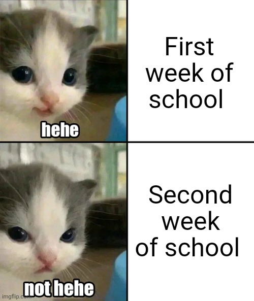 Cute cat hehe and not hehe | First week of school; Second week of school | image tagged in cute cat hehe and not hehe | made w/ Imgflip meme maker