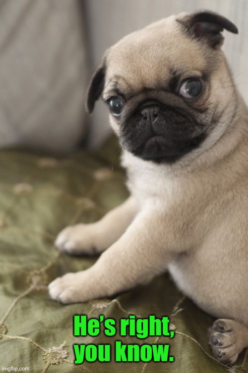Angry Pug | He’s right, you know. | image tagged in angry pug | made w/ Imgflip meme maker