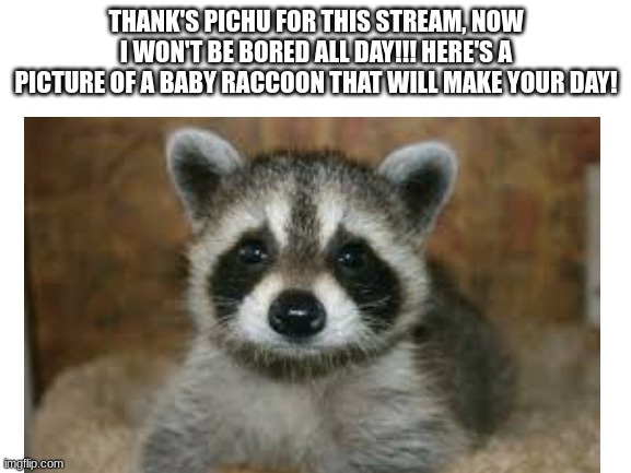 Thank you!!!!!! | THANK'S PICHU FOR THIS STREAM, NOW I WON'T BE BORED ALL DAY!!! HERE'S A PICTURE OF A BABY RACCOON THAT WILL MAKE YOUR DAY! | made w/ Imgflip meme maker
