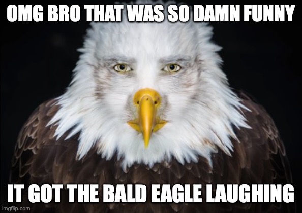 Bald Eagle Stare | OMG BRO THAT WAS SO DAMN FUNNY IT GOT THE BALD EAGLE LAUGHING | image tagged in bald eagle stare | made w/ Imgflip meme maker