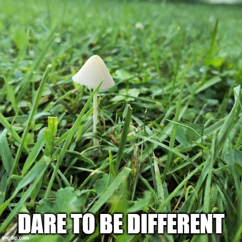 dare to be different | DARE TO BE DIFFERENT | image tagged in mushroom,grass | made w/ Imgflip meme maker