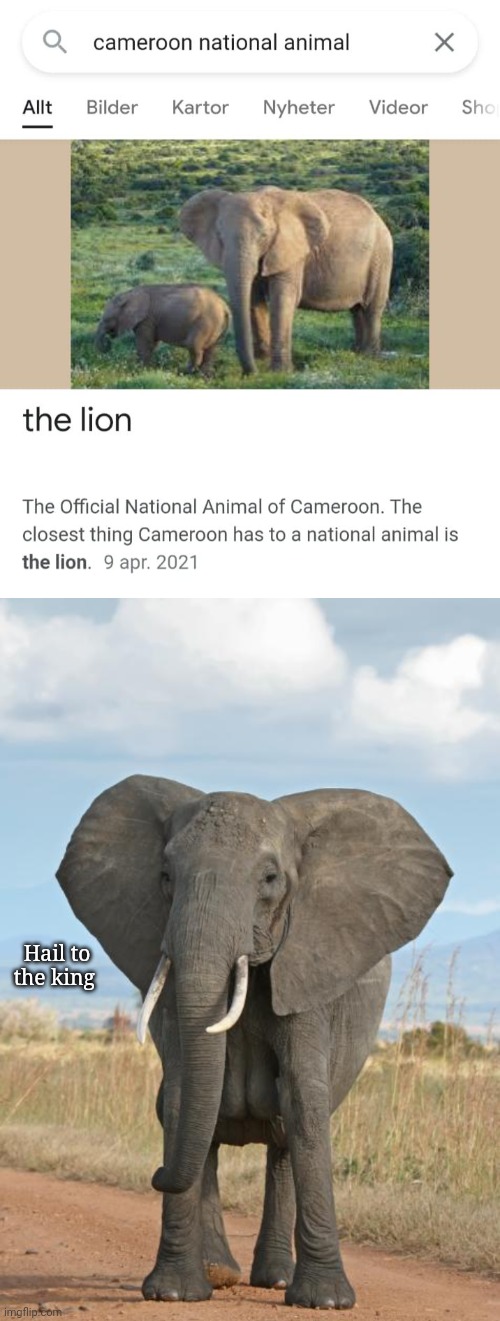 More like Elephant | Hail to the king | image tagged in elephant,lion,you had one job,memes,reposts,repost | made w/ Imgflip meme maker