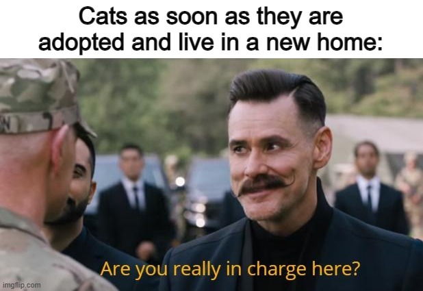 They're the kings of the household XD | Cats as soon as they are adopted and live in a new home: | image tagged in are you really in charge here | made w/ Imgflip meme maker