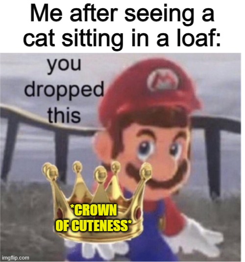 It's REALLY cute :DDD | Me after seeing a cat sitting in a loaf:; *CROWN OF CUTENESS* | image tagged in hey paisano you dropped this | made w/ Imgflip meme maker