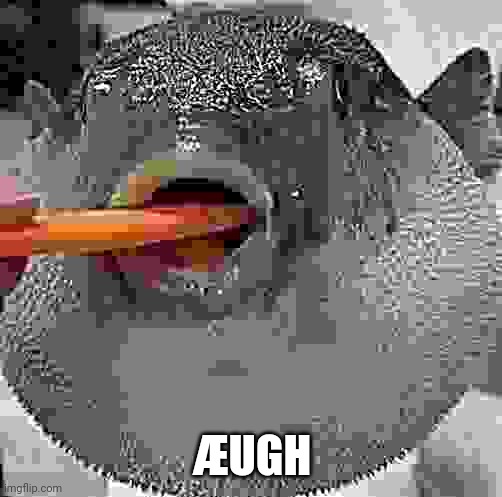 pufferfish eating carrot | ÆUGH | image tagged in pufferfish eating carrot | made w/ Imgflip meme maker