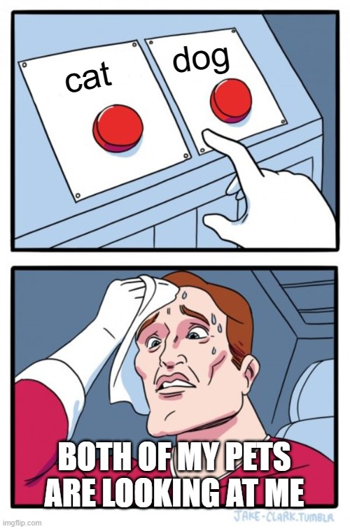 Hard decision | dog; cat; BOTH OF MY PETS ARE LOOKING AT ME | image tagged in memes,two buttons | made w/ Imgflip meme maker