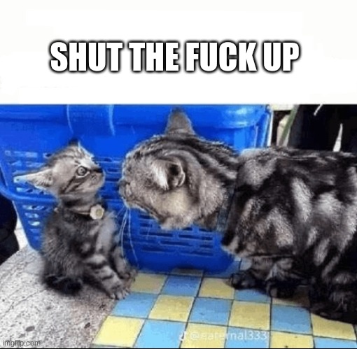 Cat yelling to a kitten | SHUT THE FUCK UP | image tagged in cat yelling to a kitten | made w/ Imgflip meme maker