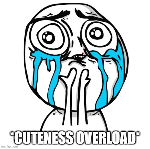 cuteness overload rage face | *CUTENESS OVERLOAD* | image tagged in cuteness overload rage face | made w/ Imgflip meme maker